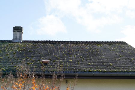 Washington's Damaging Moss Epidemic