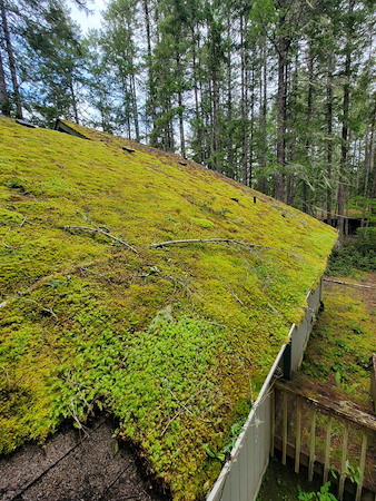 Bellevue roof moss removal safe low pressure washing methods for asphalt shingles